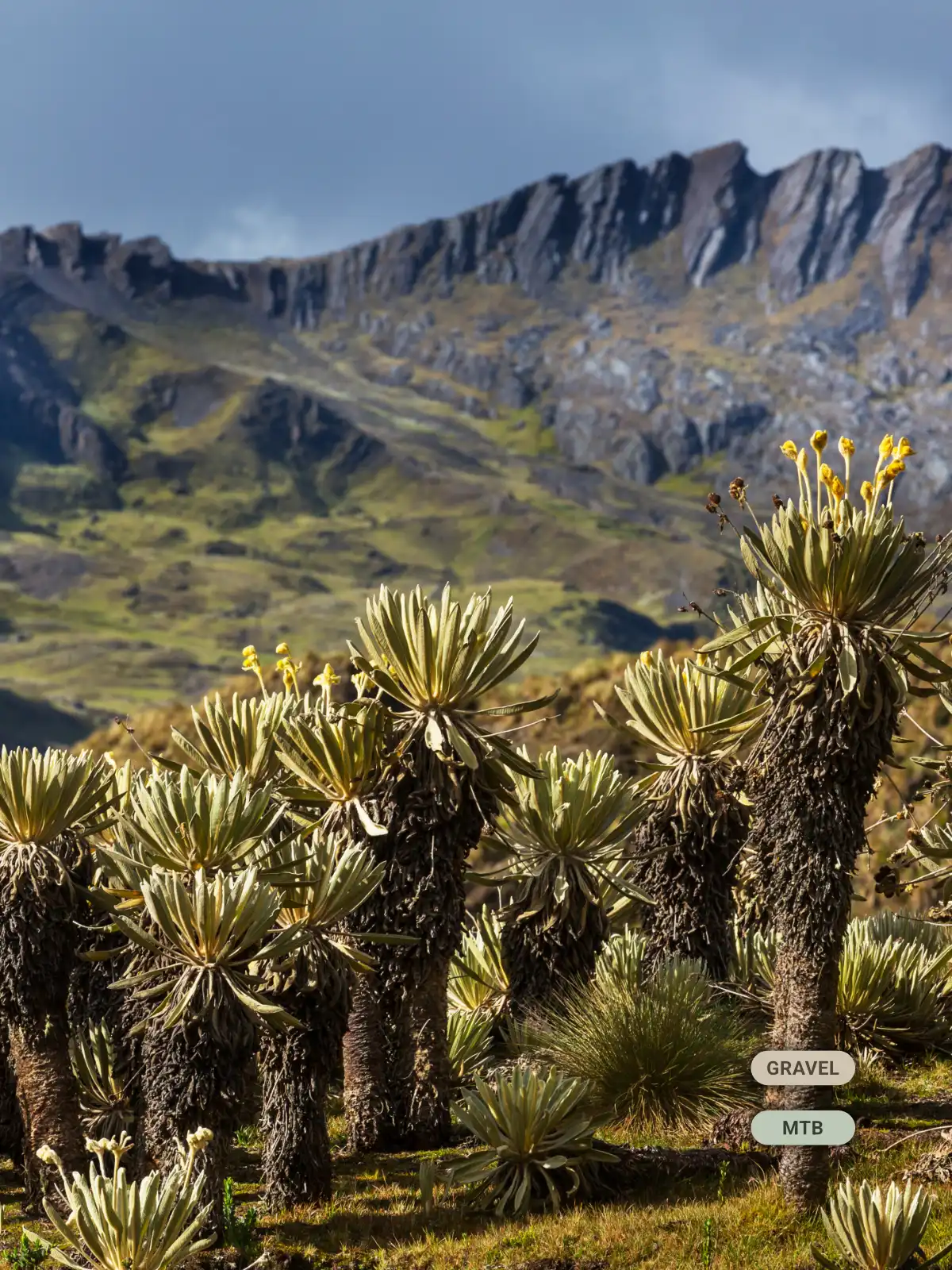 Golden Highlands_Discipline